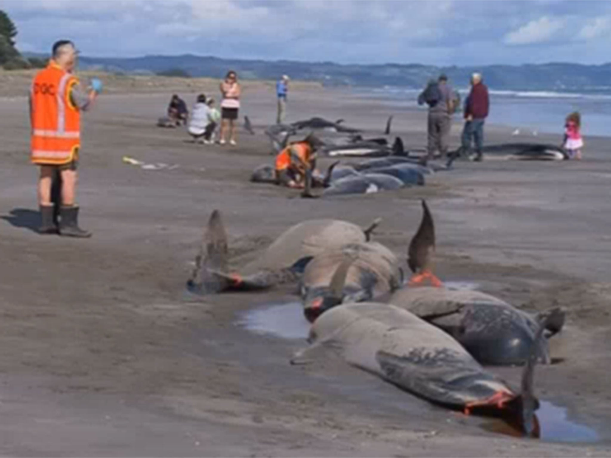 50 Whales Die After Stranding In New Zealand | The Independent | The ...